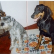 Azita a dobrman Edward (1996)