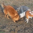 Azita, Lara a Sra