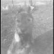 Kn�ra� st�edn� pep� a s�l - Zora 1981 - n� prvn� pes