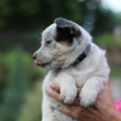 Pes na d�chod  - Lei Lucila RedBlue star�s - 1.5.2023 hon�k