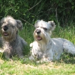 Azitka s Ebby (matka s dcerou)